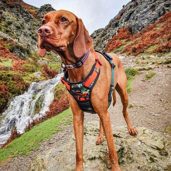 Earth dog clearance harness